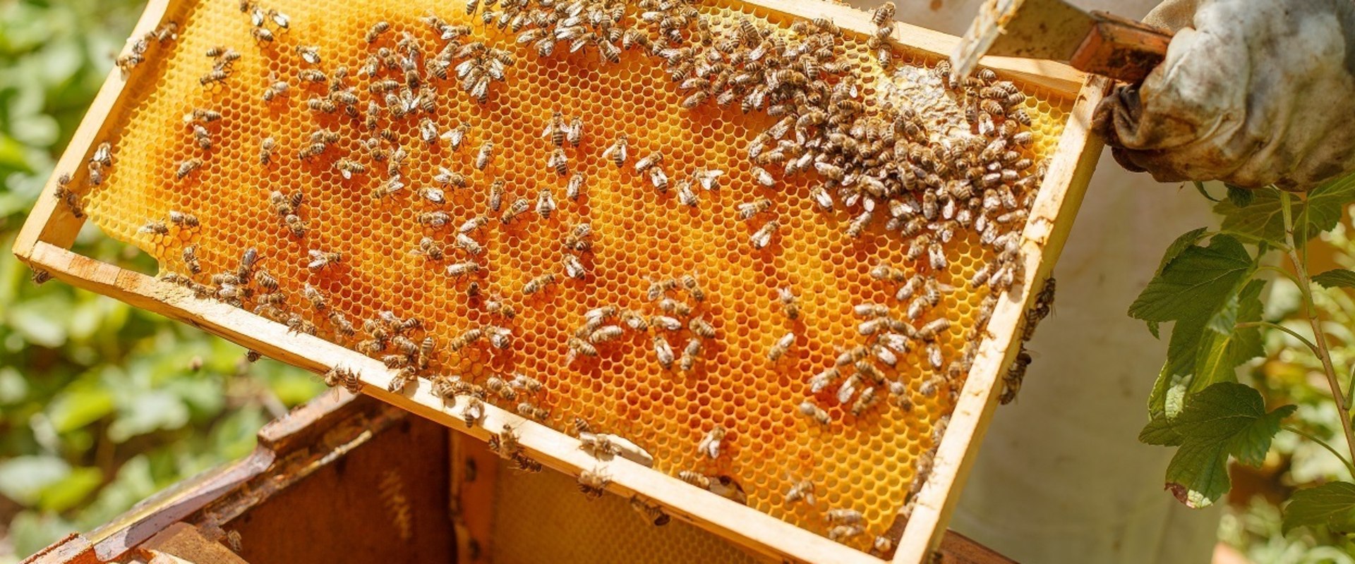 A Beginner's Guide to Beekeeping: Safety Precautions for a Successful Start