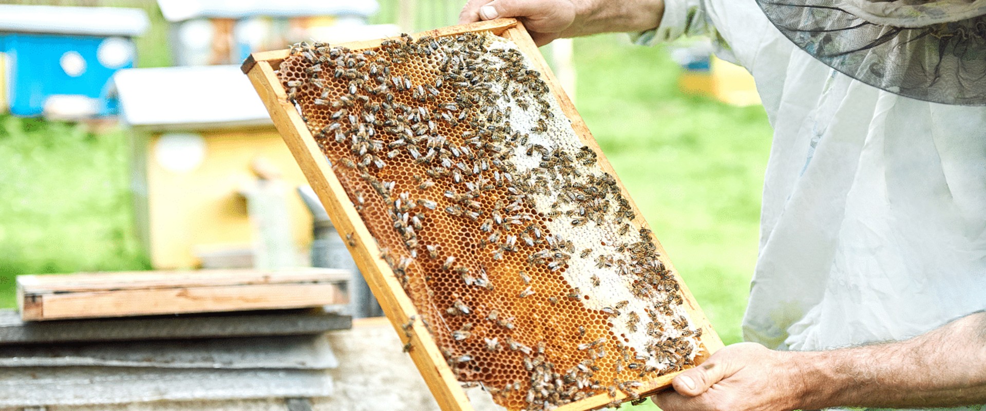 Planning for the Future of Beekeeping: A Complete Guide