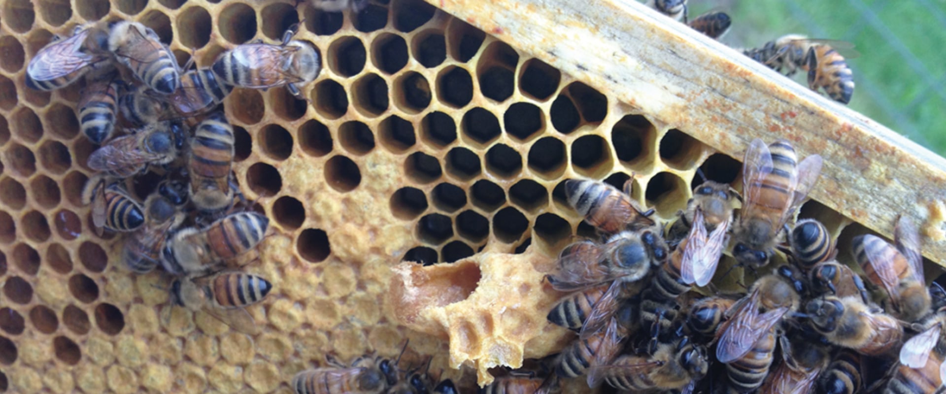 Identifying Swarm Behavior: Understanding the Basics of Beekeeping