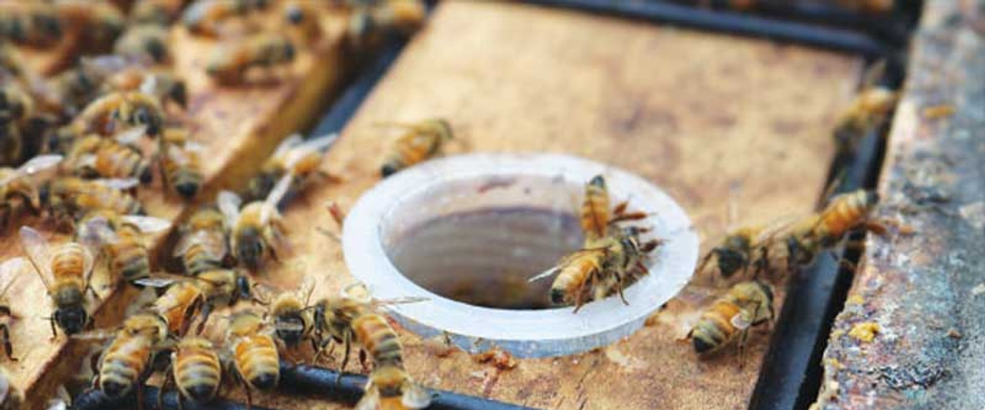 A Beginner's Guide to Feeding Bees