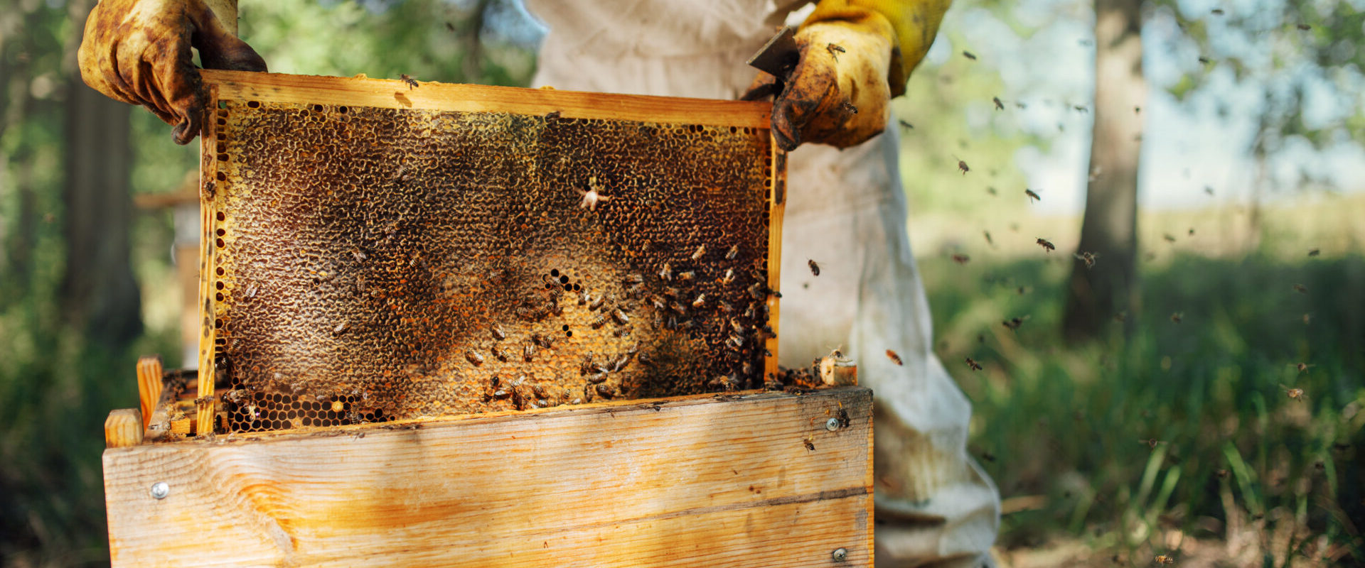 Tracking Hive Health and Productivity: A Comprehensive Guide for Beekeepers