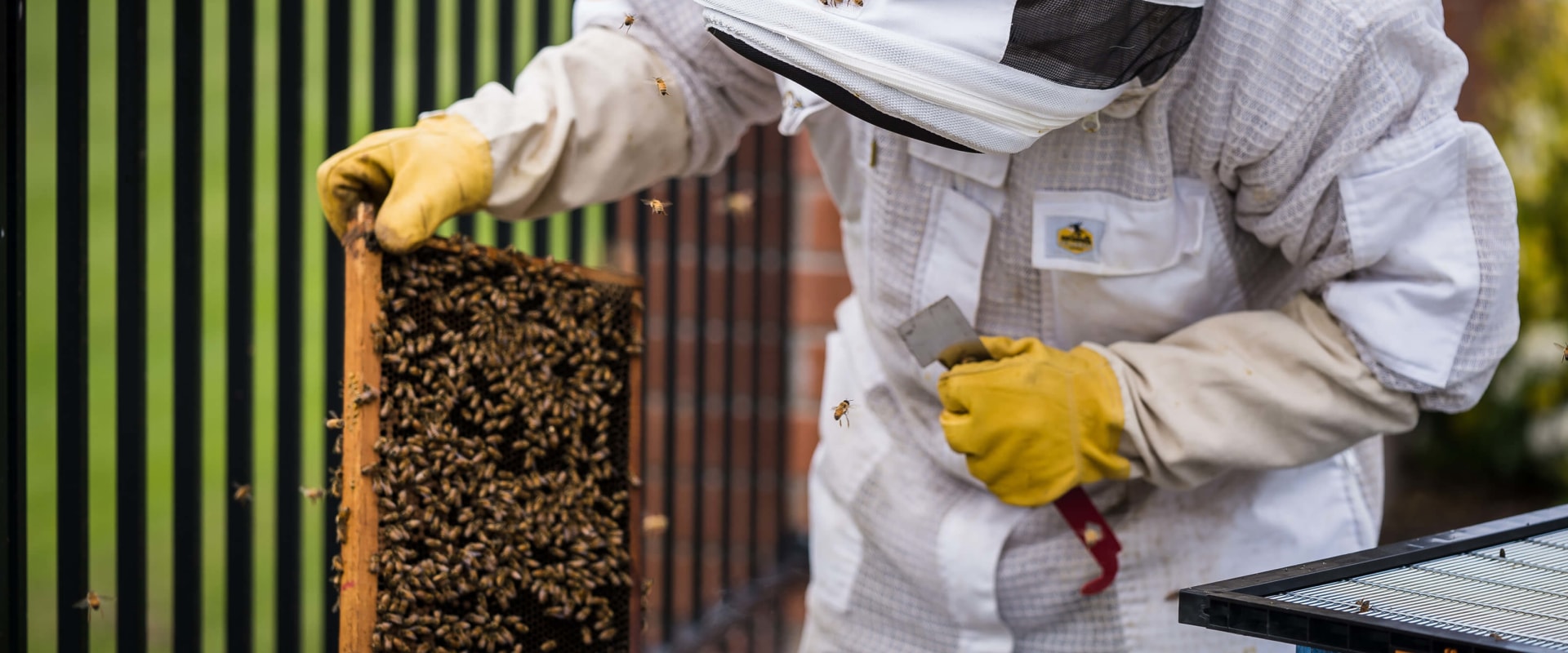 Exploring the History of Beekeeping: A Comprehensive Guide for Beginners and Experienced Beekeepers