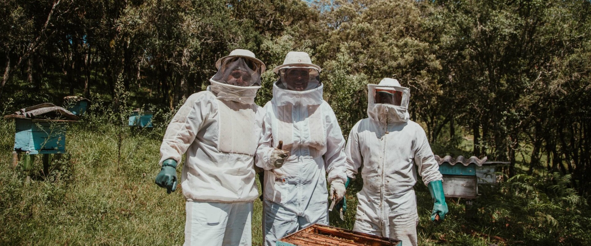 Types of Hives: A Comprehensive Guide for Beginner and Experienced Beekeepers