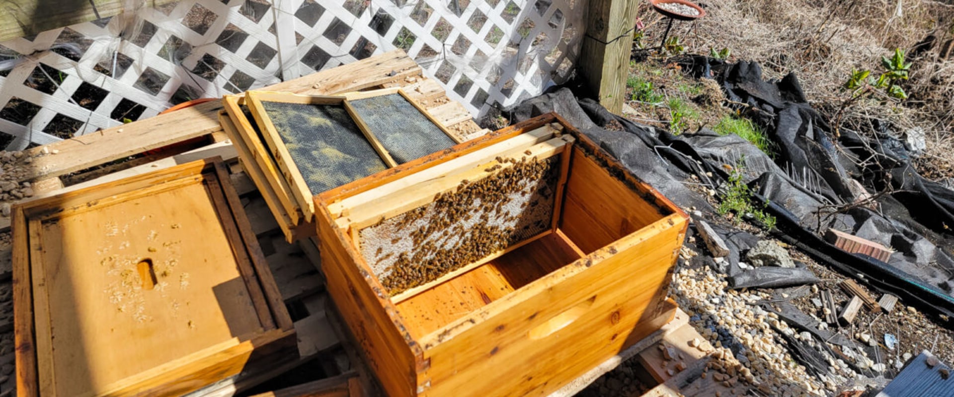 Splitting a Hive: Tips for Successful Swarm Prevention and Management