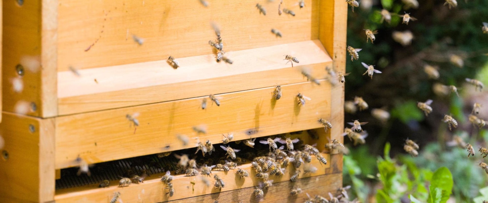 How many apiaries per acre?
