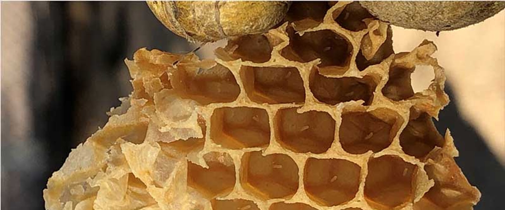 Bee Products for Skincare: Discover the Benefits of Beekeeping