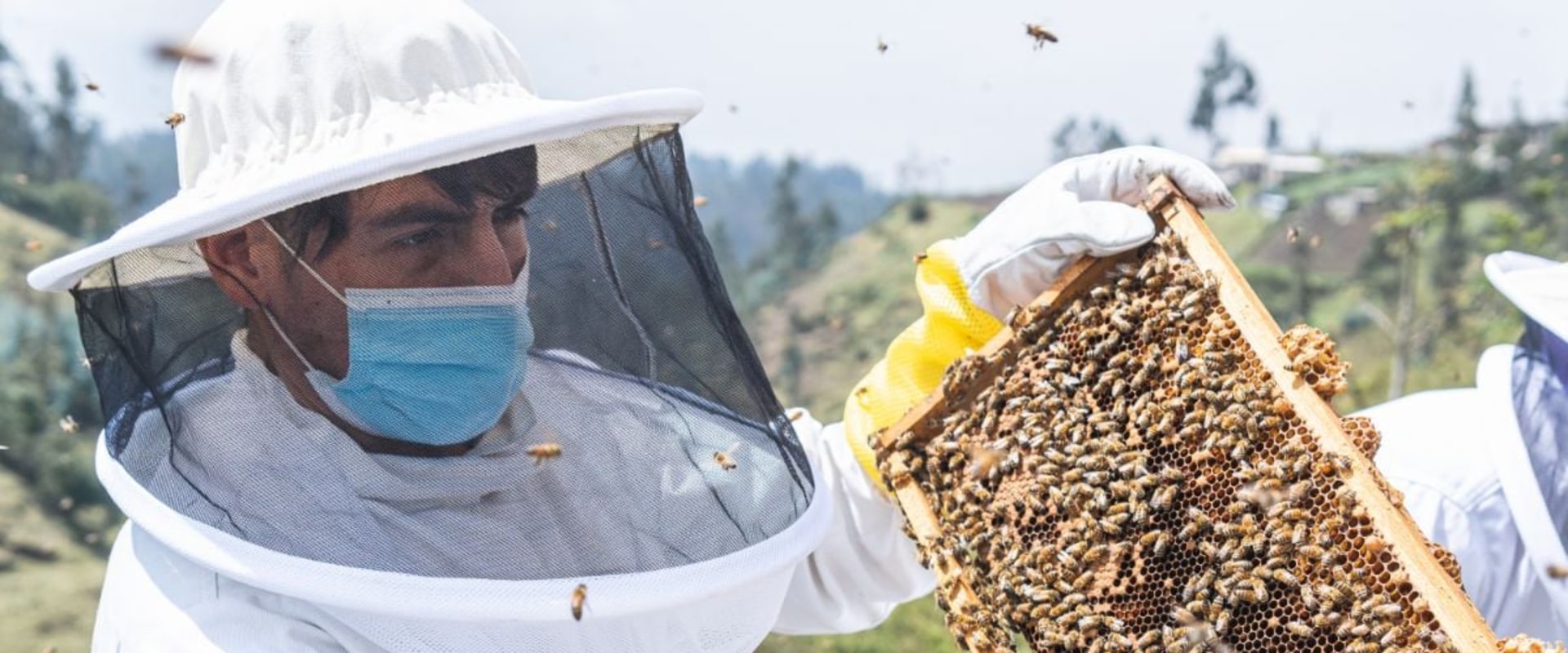 Which state has the most apiaries?