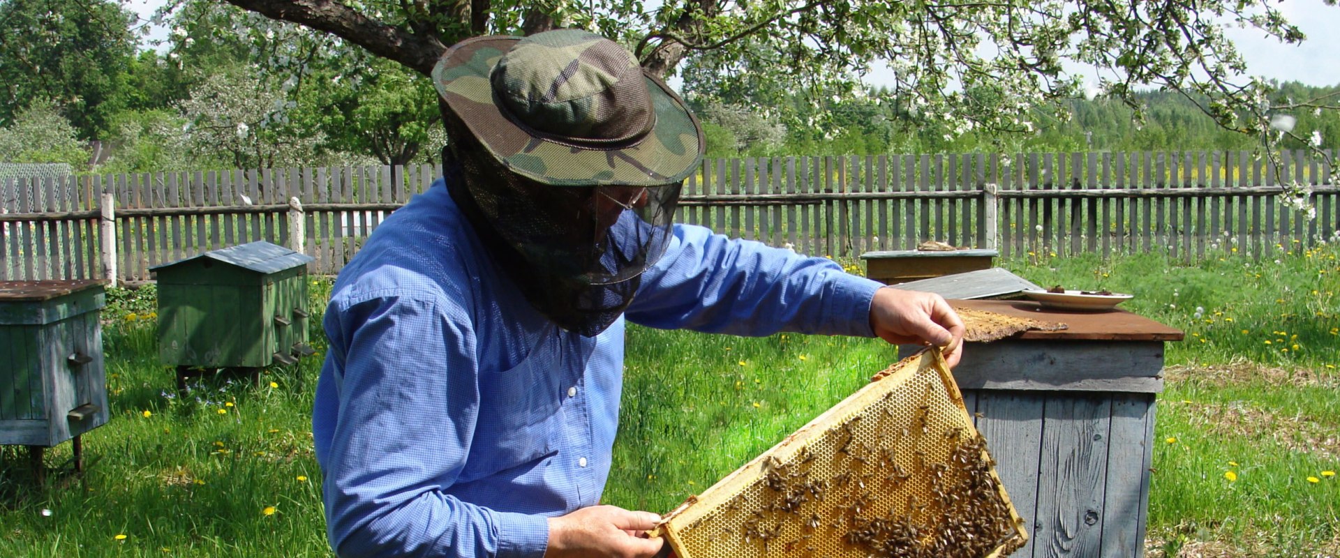 How much money do apiaries make?