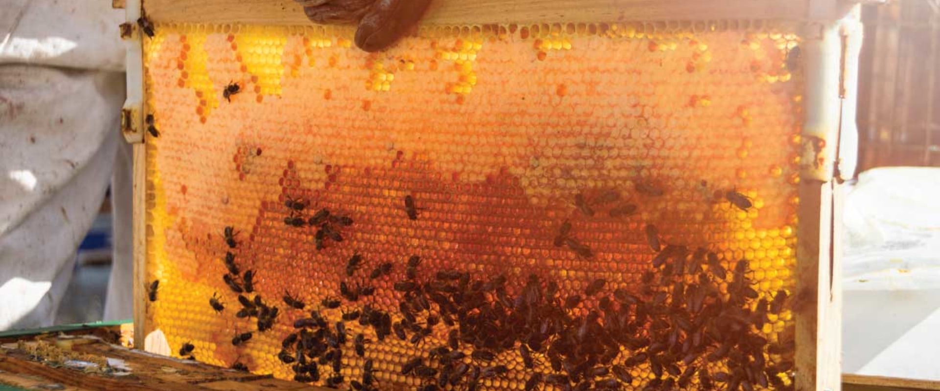 How much honey does 1 hive produce?