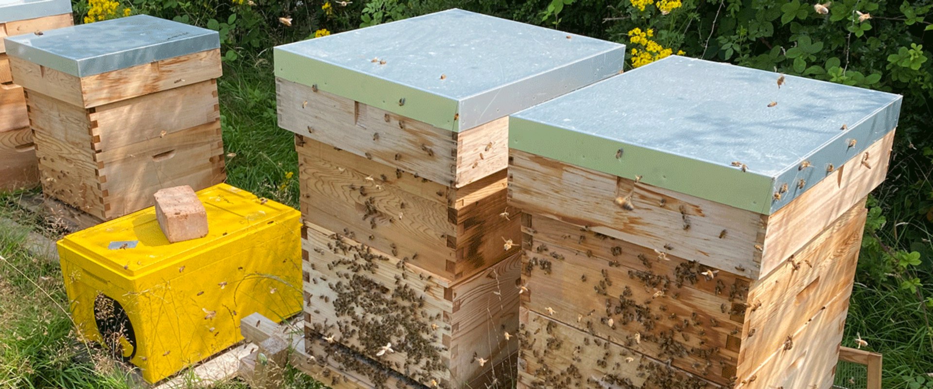 Choosing Hive Materials: Everything You Need to Know