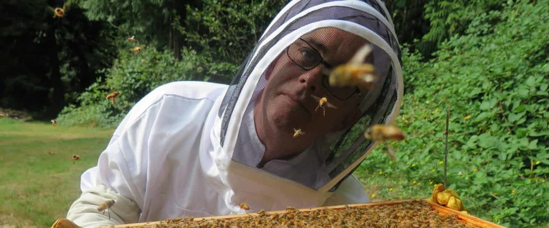 What do apiaries do?