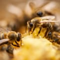 Exploring the Medicinal Uses of Honey and Propolis