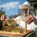 How to Inspect a Hive: A Comprehensive Guide for Beekeepers