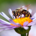 The Importance of Honeybee Conservation