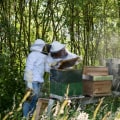 The Importance of Strainers and Filters in Beekeeping
