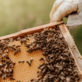 Basic Beekeeping Techniques: A Comprehensive Guide to Starting and Managing Your Own Bee Colony