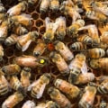 Requeening a Colony: How to Manage Your Bee Colony and Prevent Swarms
