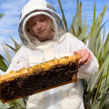 All You Need to Know About Virtual Beekeeping Courses