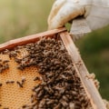Unleashing the Power of Pollination: The Benefits of Beekeeping