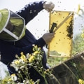 What is the history of the apiaries?