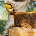 Managing Spring Build-up: Tips and Techniques for Beekeepers