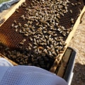 Maximizing Honey Production: A Complete Guide to Hive Management