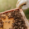 How hard is it to keep your own bees?
