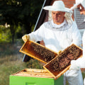 Is being a beekeeper expensive?