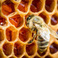 The Basics of Processing and Storing Honey