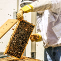Tools for Beekeeping: A Comprehensive Guide to Getting Started and Improving Your Beekeeping Skills