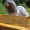 What do apiaries do?