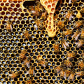 Allergy Relief from Local Honey: The Surprising Benefits of Beekeeping