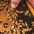 The Role of Queen Bees in Beekeeping