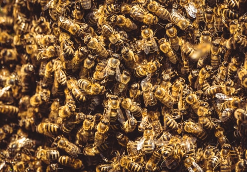 How far do you have to run to get away from bees?