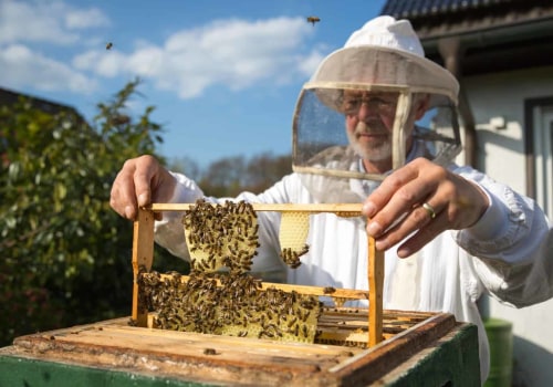 How to Inspect a Hive: A Comprehensive Guide for Beekeepers