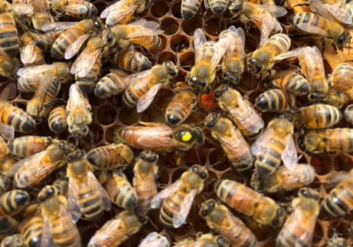 Requeening a Colony: How to Manage Your Bee Colony and Prevent Swarms