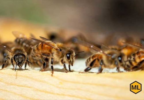 Understanding Bee Behavior and Communication