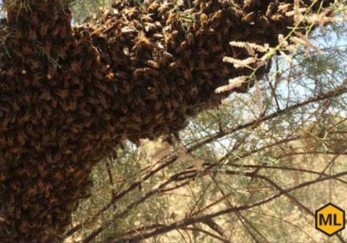 Will adding a honey super prevent swarming?