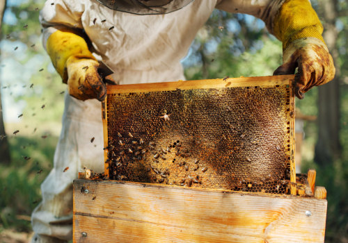 Managing Spring Build-up: Tips and Techniques for Beekeepers