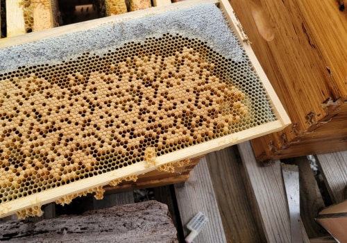 How much do apiaries make?