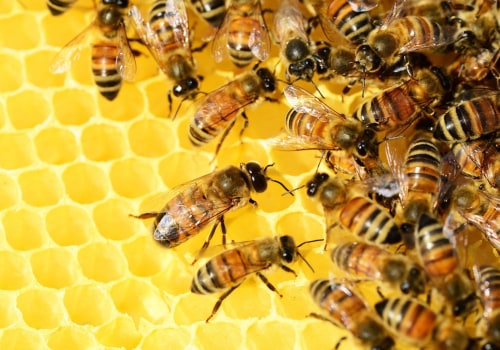 Basic Bee Biology: A Comprehensive Overview for Beginners and Experienced Beekeepers