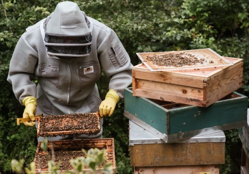 All About Extractors: The Essential Equipment for Beekeeping